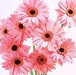 Meet your Posher, Cinda